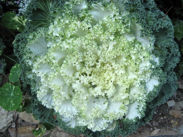 Brassica oleracea ssp. Acephala Group
